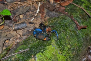 Blue Shrimp in Costa Rica